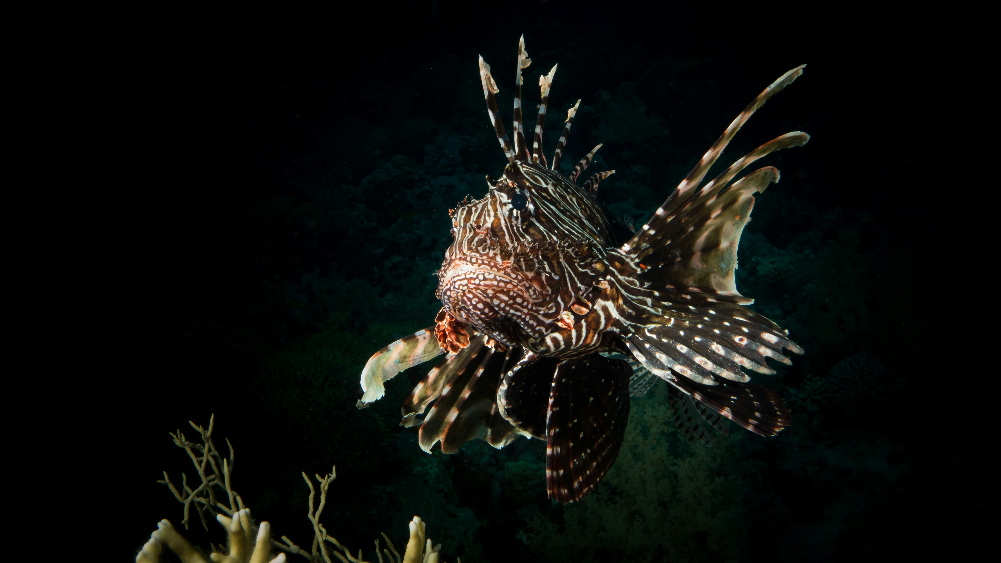 selective focus photography of brown frog fish